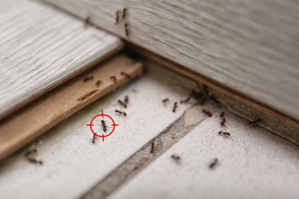 Best Pest Prevention Services  in Haledon, NJ