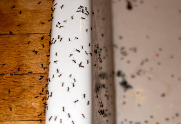 Best Ant Control Services  in Haledon, NJ