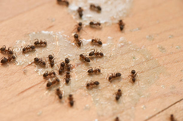 Best Pest Inspection Near Me  in Haledon, NJ